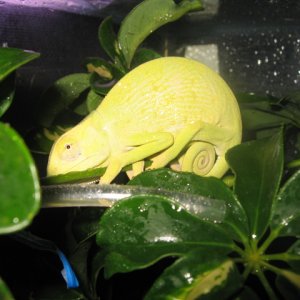 My senegal! - Eddie
