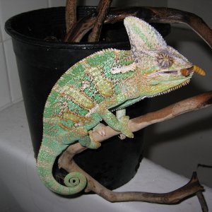 Snack Time Before a Shower.