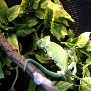 Carla Chameleon