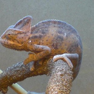 Young Male Velied