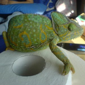 Adult Female Velied