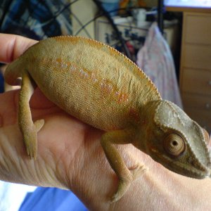 Female Panther Chameleon