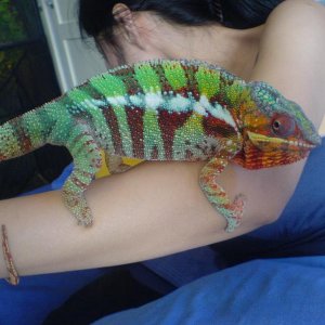 Male Panther Chameleon