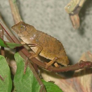 DragonDavyFemaleRieppeleonbrevicaudatus