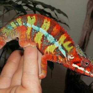 Ambilobe panther chameleon