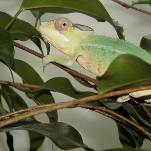 ankarena panther chameleon