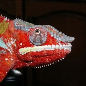 Ambilobe blue/red bar