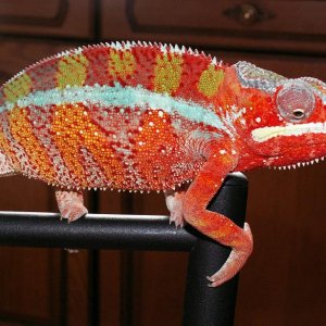 Ambilobe blue/red bar