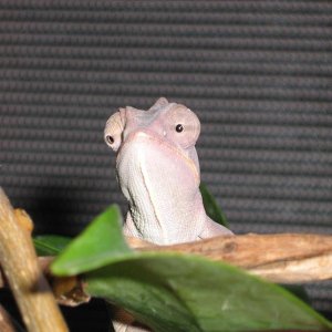 Apollo