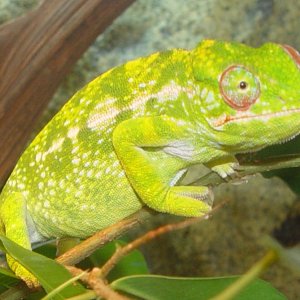 Female furcifer lateralis major