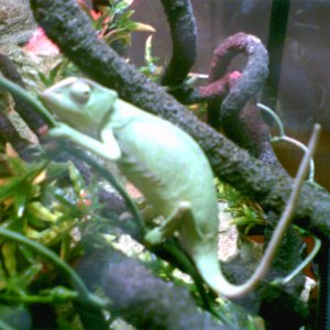 Clover my senegal