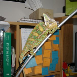 Lenny on a desk lamp