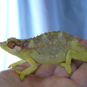 Wally the WallEyed Chameleon