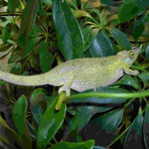 female jackson got from fl chams few day ago