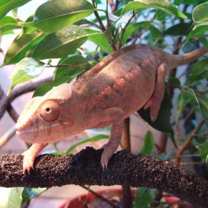Female Sambava