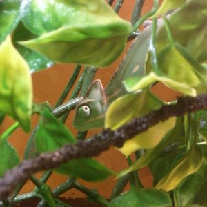 Lewis the Veiled Chameleon (2 months)