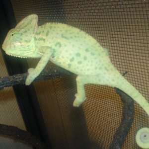 Ziggy