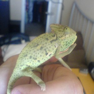 Ziggy 2