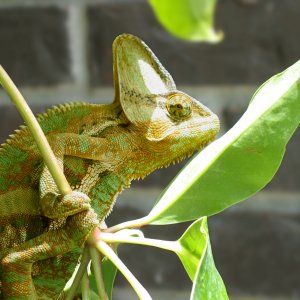 Hanging out on the porch