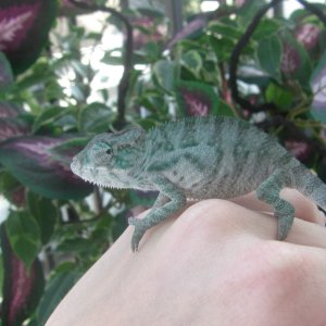 4 months old