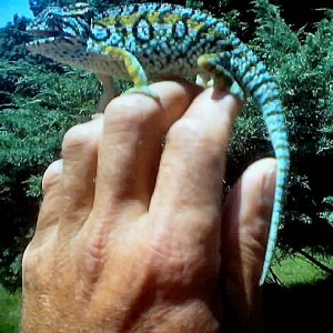 Male lateralis