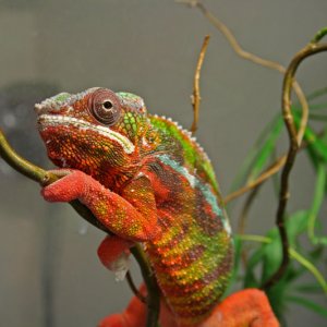 Furcifer pardalis sambava