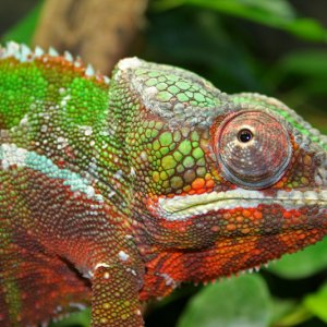 Furcifer pardalis sambava