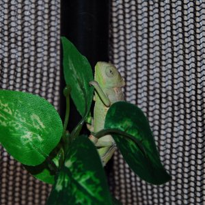 Greenhorn