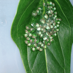 Red Eyed Tree Frog Eggs