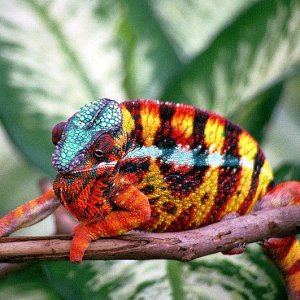 Dynamite  ( Sambava Panther Chameleon )