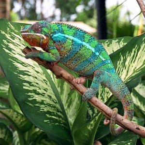 Fruit Loop  ( Blue Bar Ambilobe)