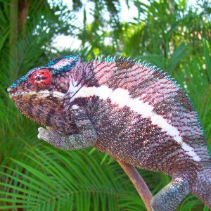 Sir Cheshire ( Ankaramy Pink Panther )