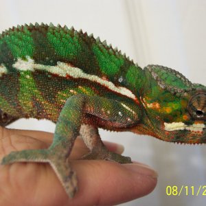 one of my panthers as a baby