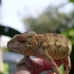 my new female
