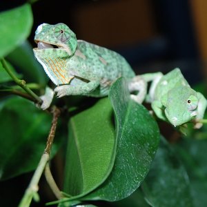 C.dilepis babies