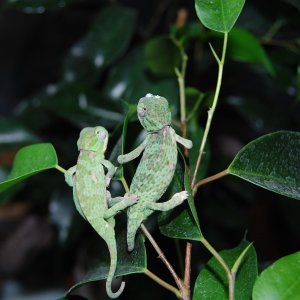 dilepisi