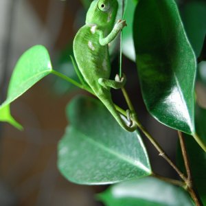 kameleon