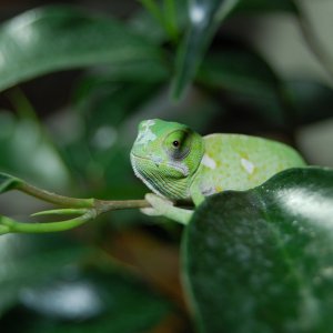 kameleon2