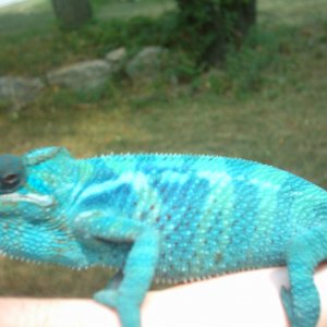 blue man