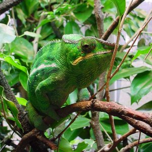 Male Ambanja