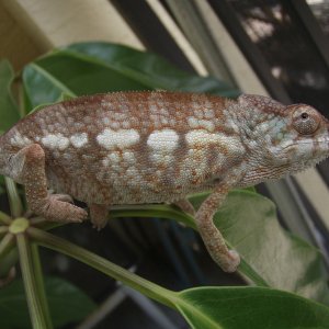 Female 08.06.07