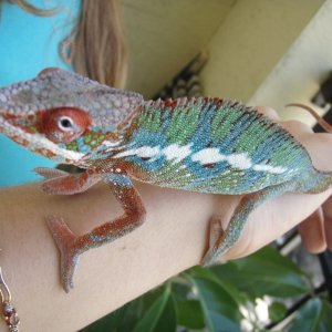 Male Ambilobe