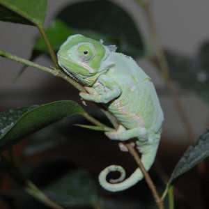 shedding