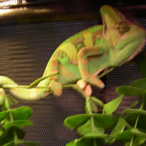 Osiris with colors