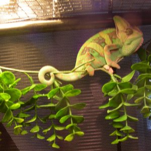 Osiris getting bigger