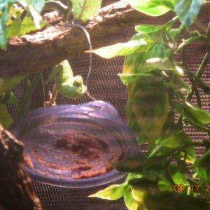 Worm Feeder