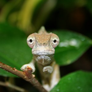 Furcifer pardalis Ankaramy