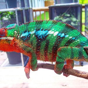 Cham Sold