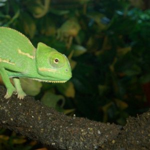 Baby Veiled Chameleon