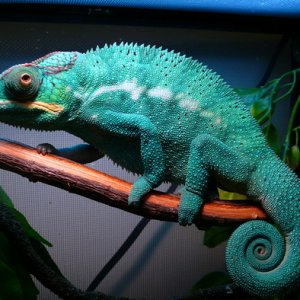 "Da Dragon"